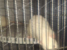 3 male rats