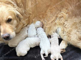 Kc registered golden retrievers