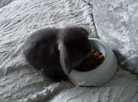 Smokey Grey Baby & Mum Bunny's INDOOR HOME