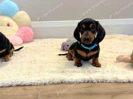 Miniature dachshund puppies