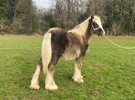 Flashy silver dapple cob