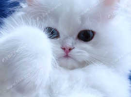 Title Luxury WCF & TICA REG... ns1133 Rare British kittens