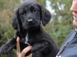 Springador puppies **last 2