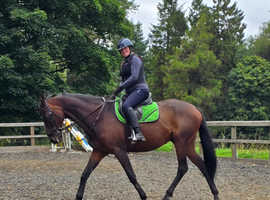 16.2hh bay gelding