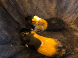 2 Bonded Guinea pigs £10 for both