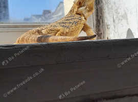 Female Bearded Dragon
