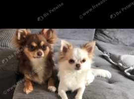 Gorgeous chihuahua puppies