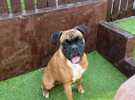 Boxer girl 5 year old