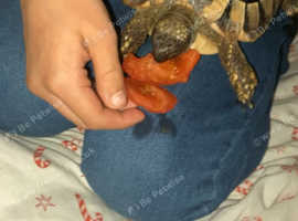 Tortoise and set up