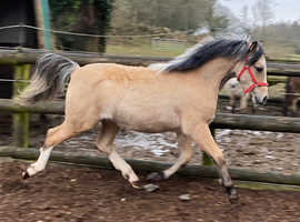 Yearling buckskin section A