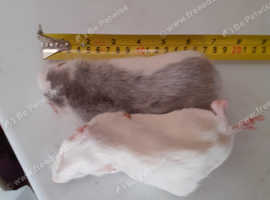 Frozen rats