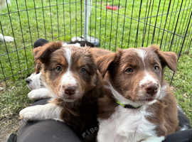 Beautiful KC Border Collie Puppies