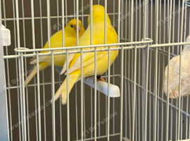 2 pairs of canaries