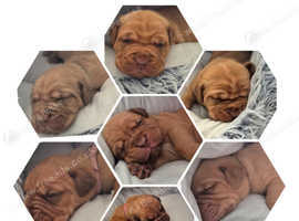 Beautiful dogue de bordeaux puppies