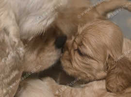 Stunning American cocker spaniels puppies