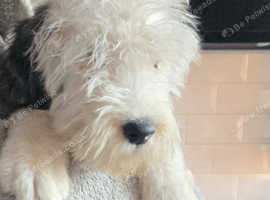 Old english sheepdog male