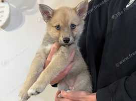 Pomsky pups for sale