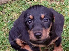 Miniature Dachshund puppy