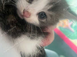 Cute kittens