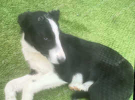 Border collie puppies