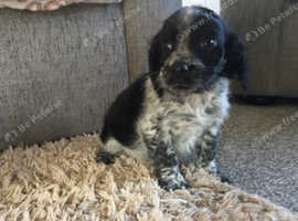 Beautiful cocker spaniel puppies