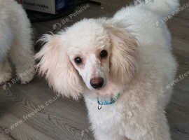Toy poodle