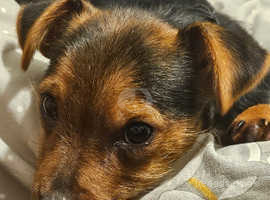 5 month old yorkshire terrier X Patterdale