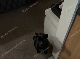 3 year old female pug cross Pomeranian