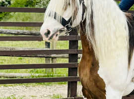 Gypsy super safe cob