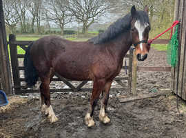 Welsh section c colt 2 years old