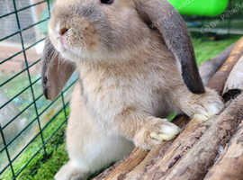 Beautiful Harlequin Lop - One Left in Leicester on Freeads Classifieds ...