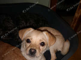7 month old needs new home