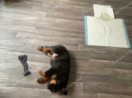 rottweiler puppys