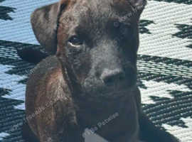 Patterdale terrier, 6 months old male, father pedigree, have papers, good dog