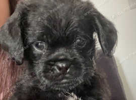 Pugapoo puppies