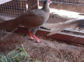 White silver Pheasant  hen.. Pure bred