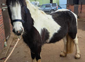 Coloured Filly 3yrs