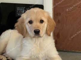 Health tested KC registered Golden Retriever Puppies