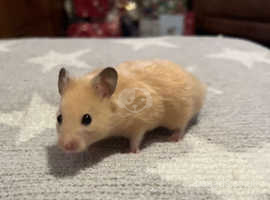 Syrian hamsters for sale near deals me