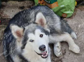 Beautiful female malamute