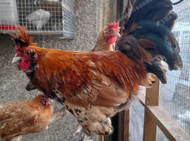 Pavlovskaya Rooster for Rehome