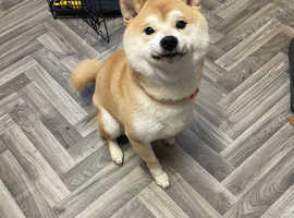 1 yrs old Shiba Inu