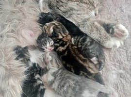Six Fluffy Kittens