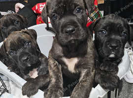 Cane corsos puppies