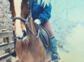 Lovely mare ride/drive/sulky