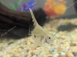 Angel fish
