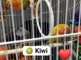 Fischers Lovebird Proven Pair