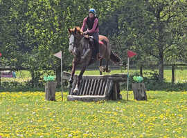EVENTER in the making 17.1hh ID X gelding proven hunter/allrounder