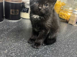Siamese kittens for sale