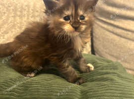 6 beautiful tri- coloured full Maine coin kittens